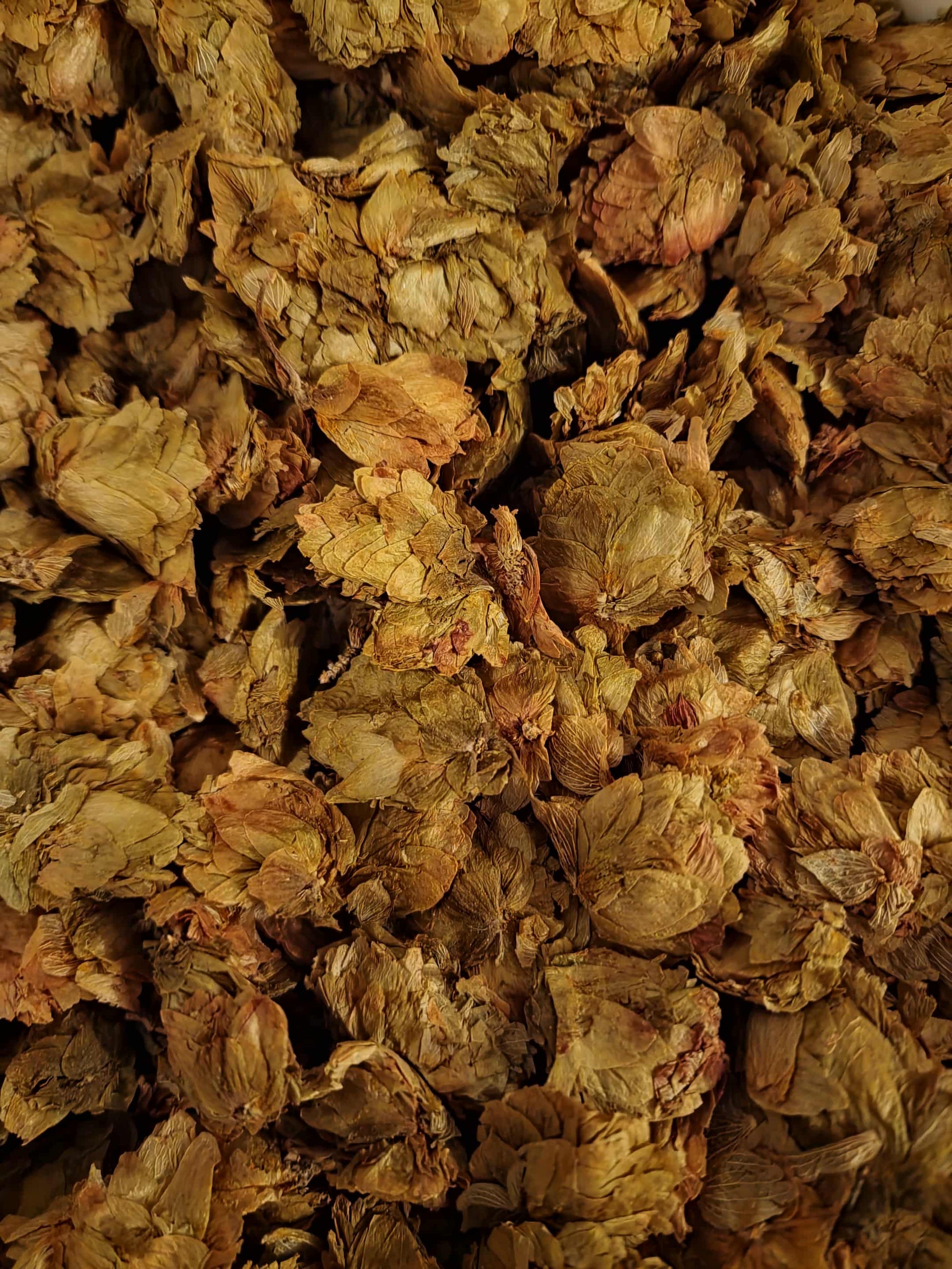 Close-up of dried Organic Hops Strobile, an herbal remedy from Botanical Remedies herbal dispensary