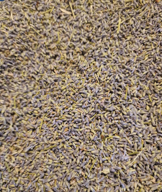Soil Association Certified Organic French Lavender flowers (Lavandula angustifolia) showing soft grey-blue whole tubular calyxes.