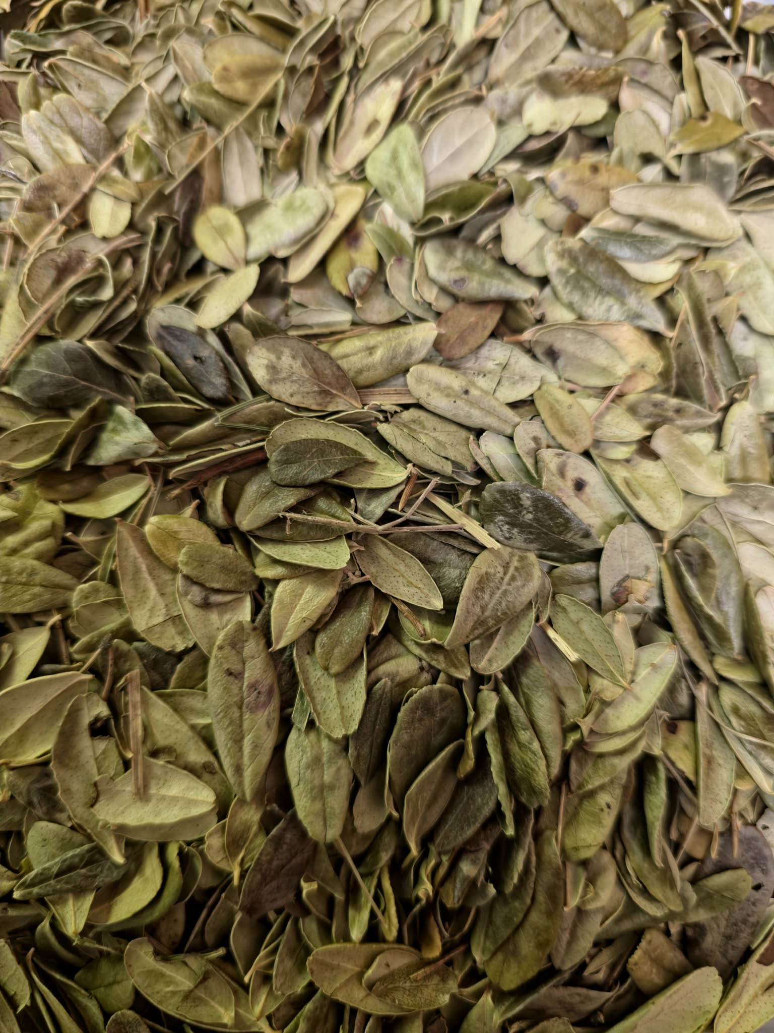 Close up of dried whole Organic Lingonberry leaves, an herbal remedy from Botanical Remedies herbal dispensary, loose herbal tea
