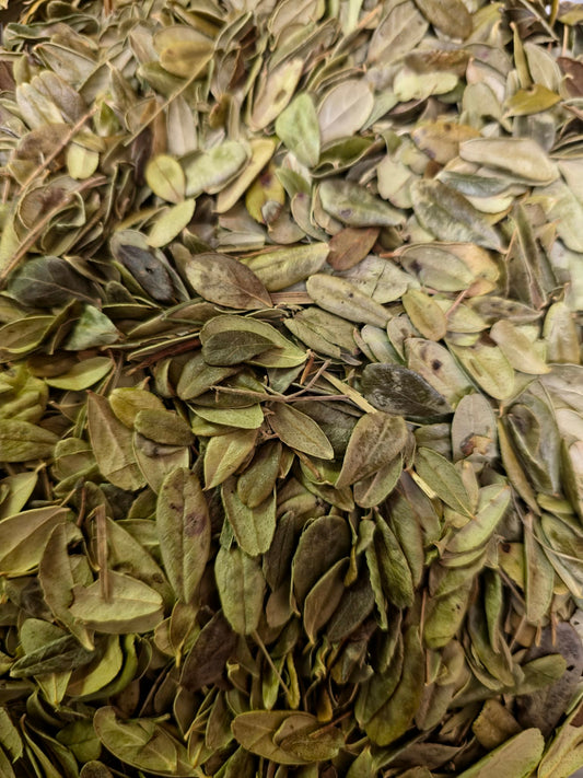 Close up of dried whole Organic Lingonberry leaves, an herbal remedy from Botanical Remedies herbal dispensary, loose herbal tea