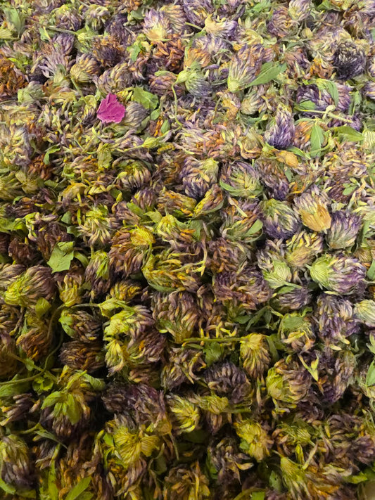 Close-up of dried Organic Red Clover flowers, an herbal remedy from Botanical Remedies herbal dispensary, loose herbal tea