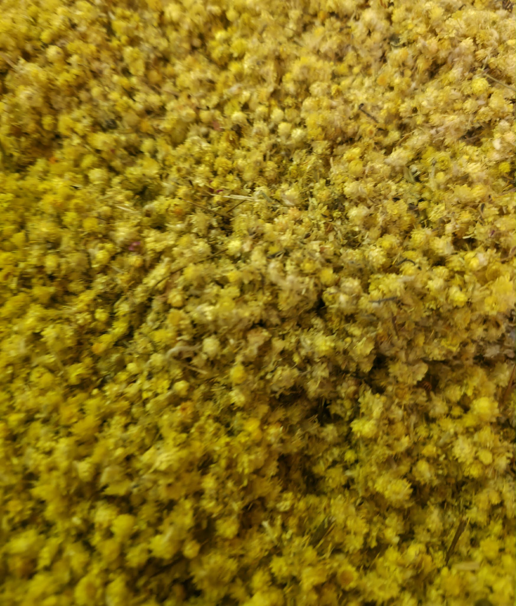 close up of dried Sandy Everlasting flowers, an herbal remedy from botanical Remedies herbal dispensary, loose herbal tea