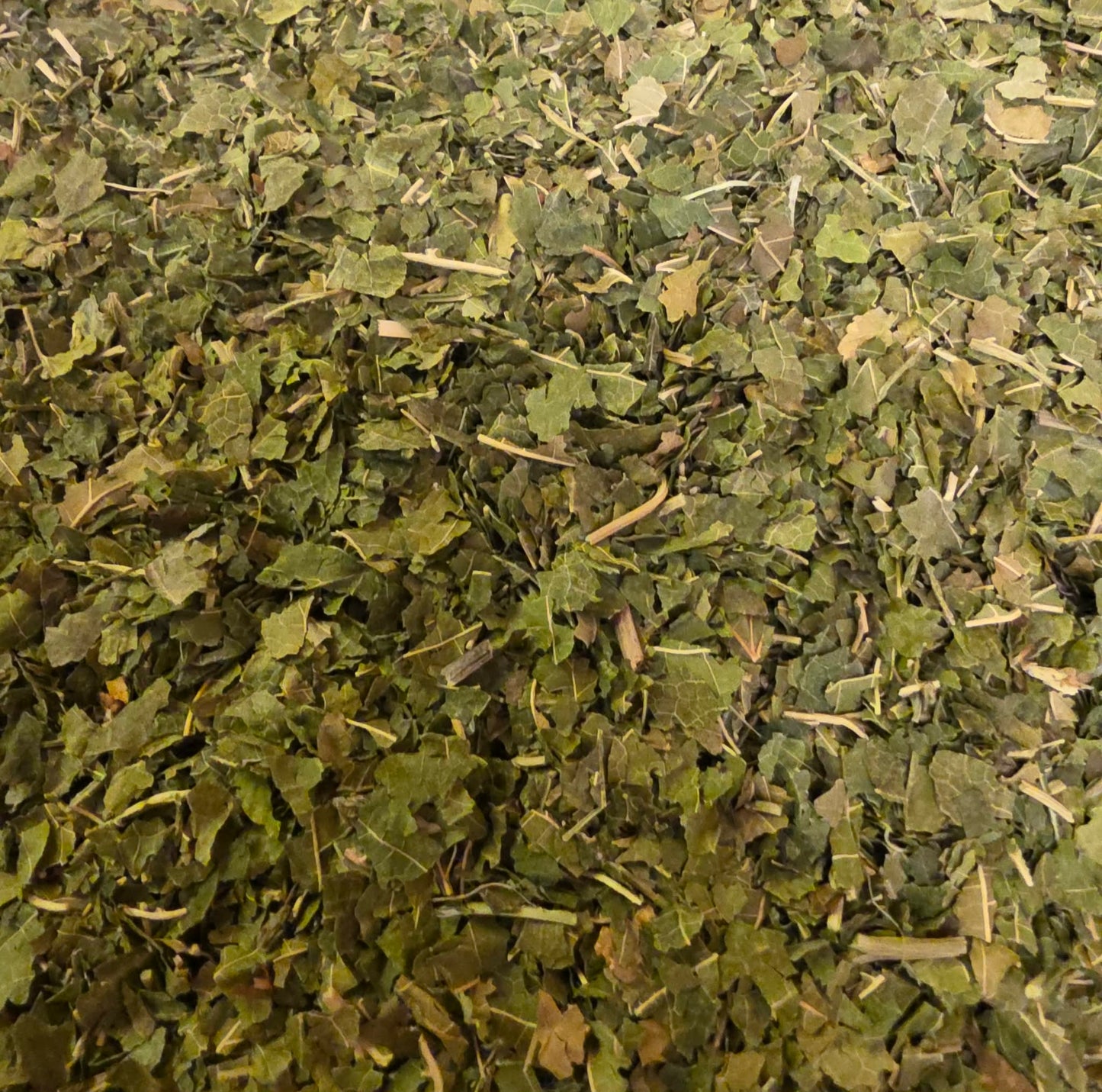 Close-up of dried White Mulberry leaves, an herbal remedy from Botanical Remedies herbal dispensary, loose herbal tea