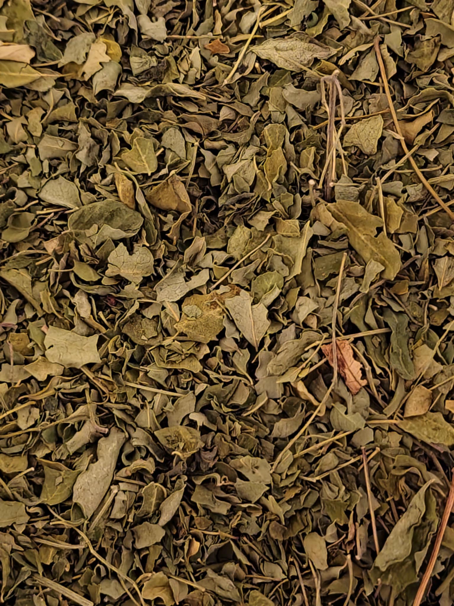 Close-up of dried Organic Moringa leaf, superfood and herbal remedy