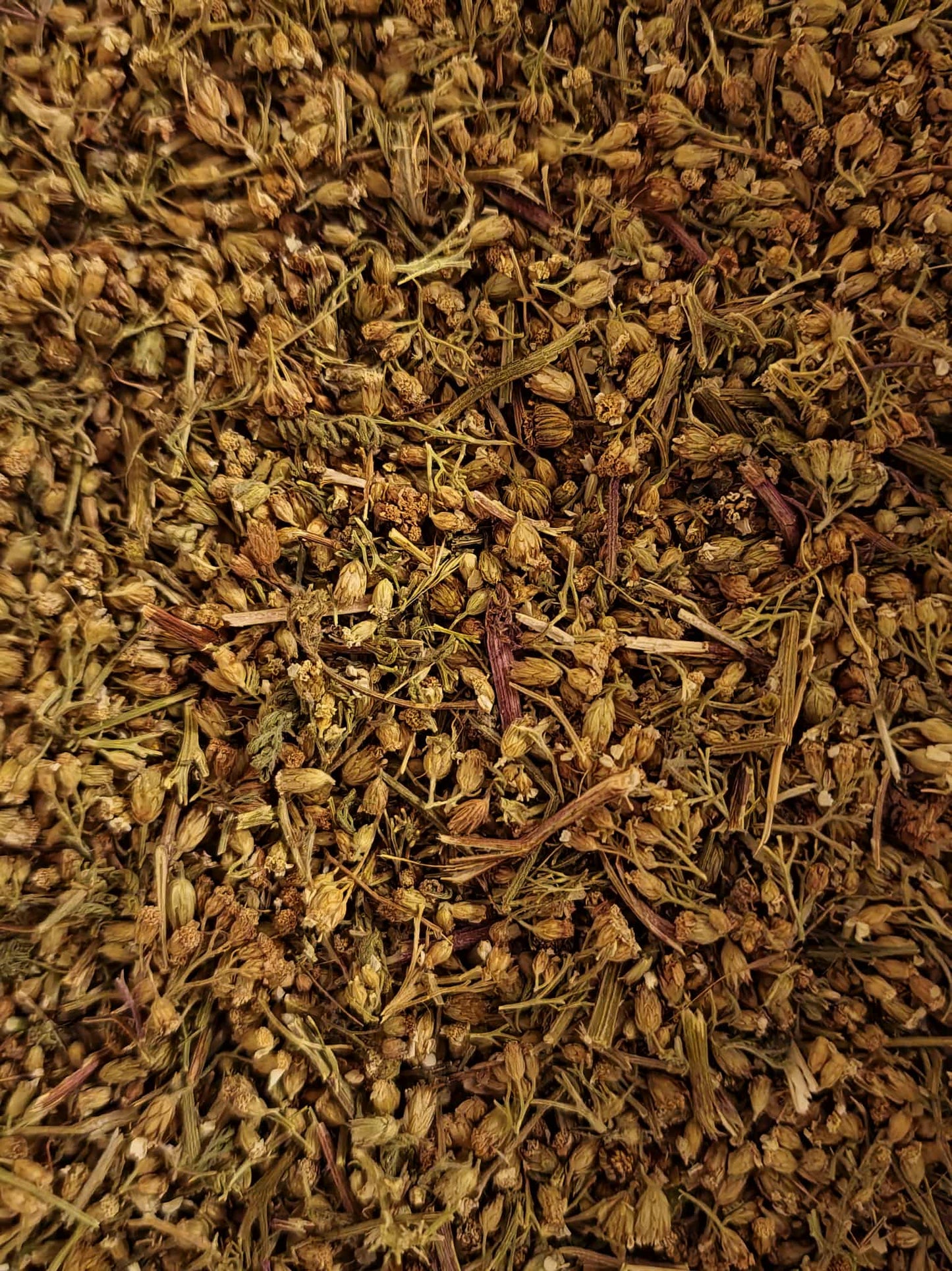 Close-up of dried Organic Yarrow flowers, an herbal remedy from Botanical Remedies herbal dispensary, loose herbal tea