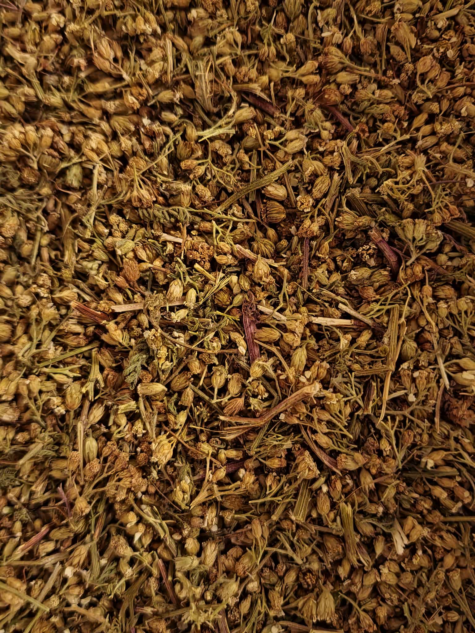 Close-up of dried Organic Yarrow flowers, an herbal remedy from Botanical Remedies herbal dispensary, loose herbal tea