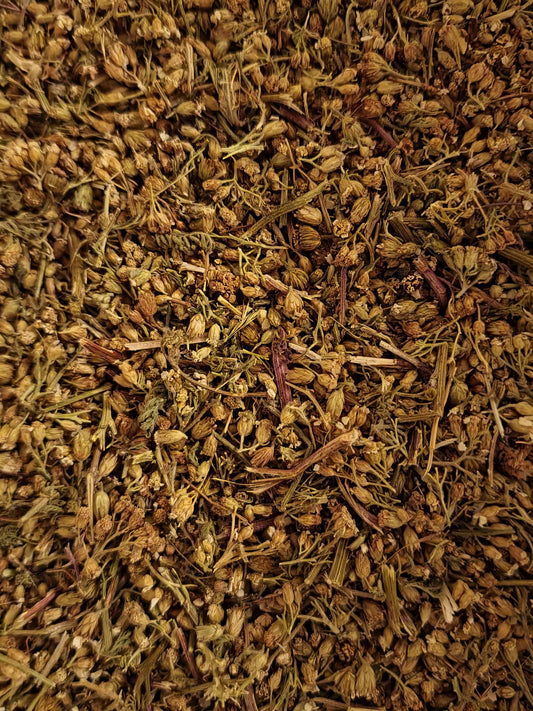 Close-up of dried Organic Yarrow flowers, an herbal remedy from Botanical Remedies herbal dispensary, loose herbal tea