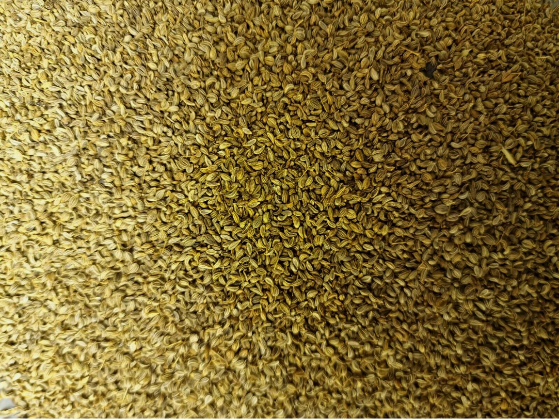 close up of dried Parsley seeds, an herbal remedy from Botanical remedies herbal dispensary, loose herbal tea