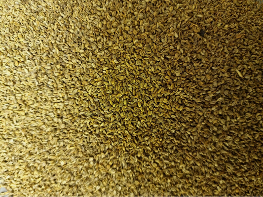 close up of dried Parsley seeds, an herbal remedy from Botanical remedies herbal dispensary, loose herbal tea