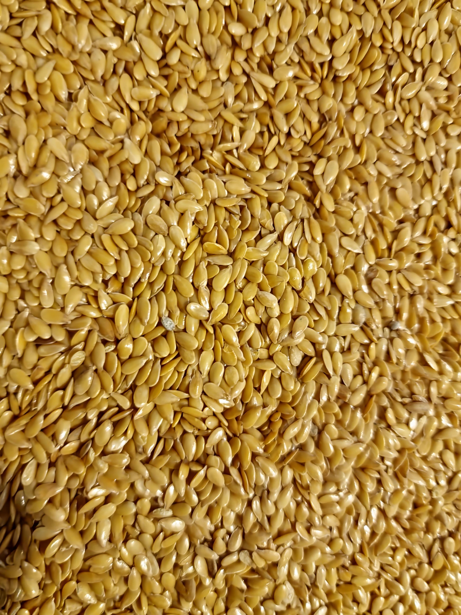 An overhead macro view of loose Apothecary Grade Golden Flaxseeds, showing the uniform, pristine golden-yellow color and glossy whole seed profiles of premium Linum usitatissimum