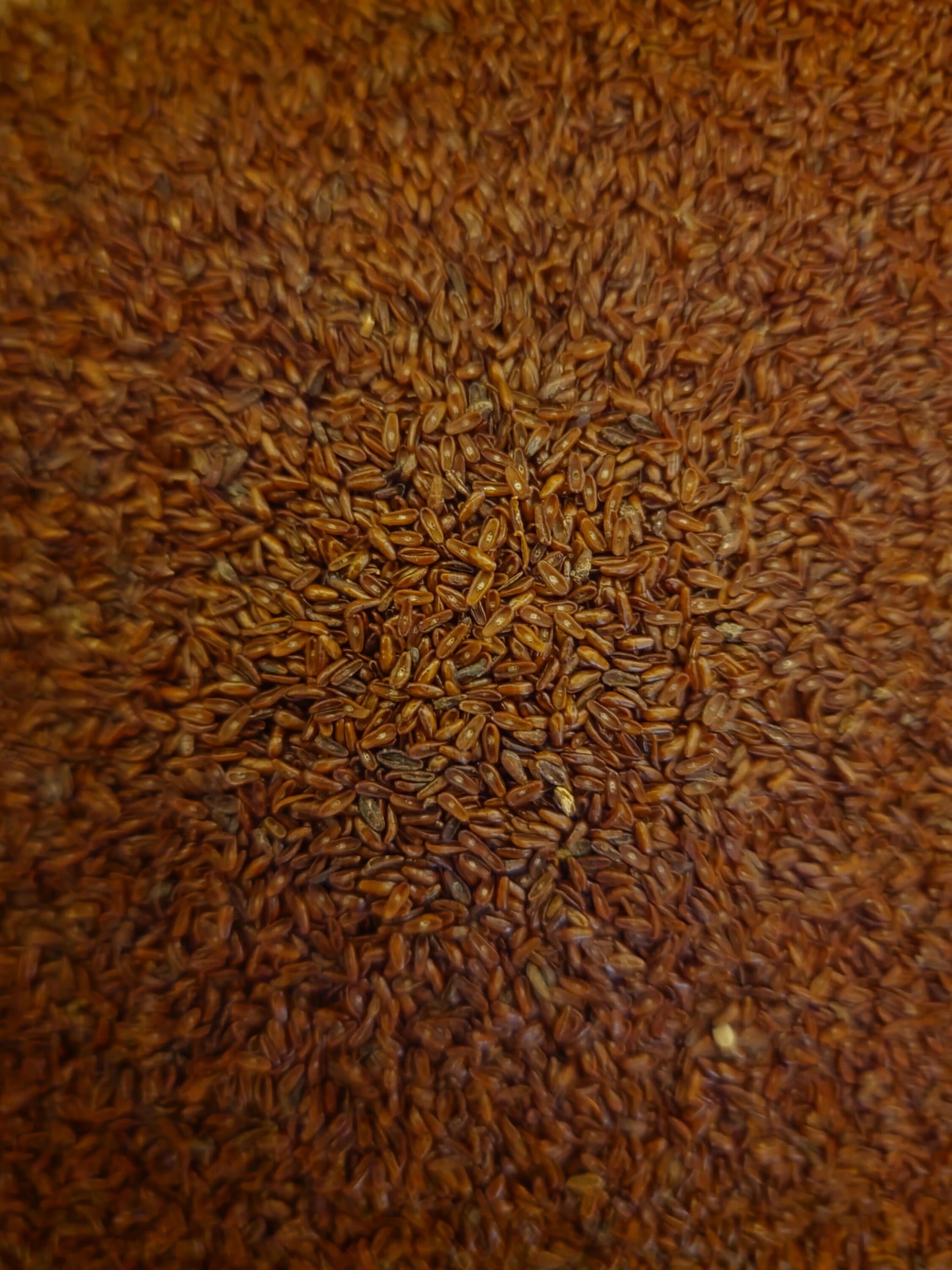 close up of Psyllium black seeds 
