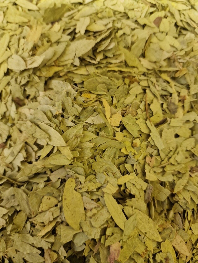 close up of dried Senna leaf, an herbal remedy from Botanical remedies herbal dispensary, loose herbal tea