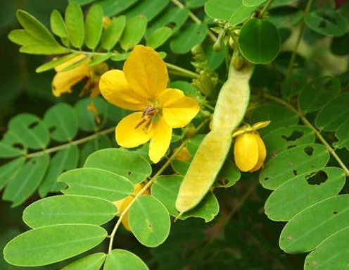 close up of senna tree in flowers