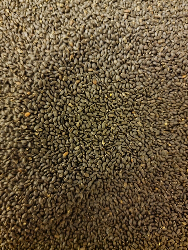 close up of Sweet basil seeds, an nutritious superfood from Botanical remedies herbal dispensary