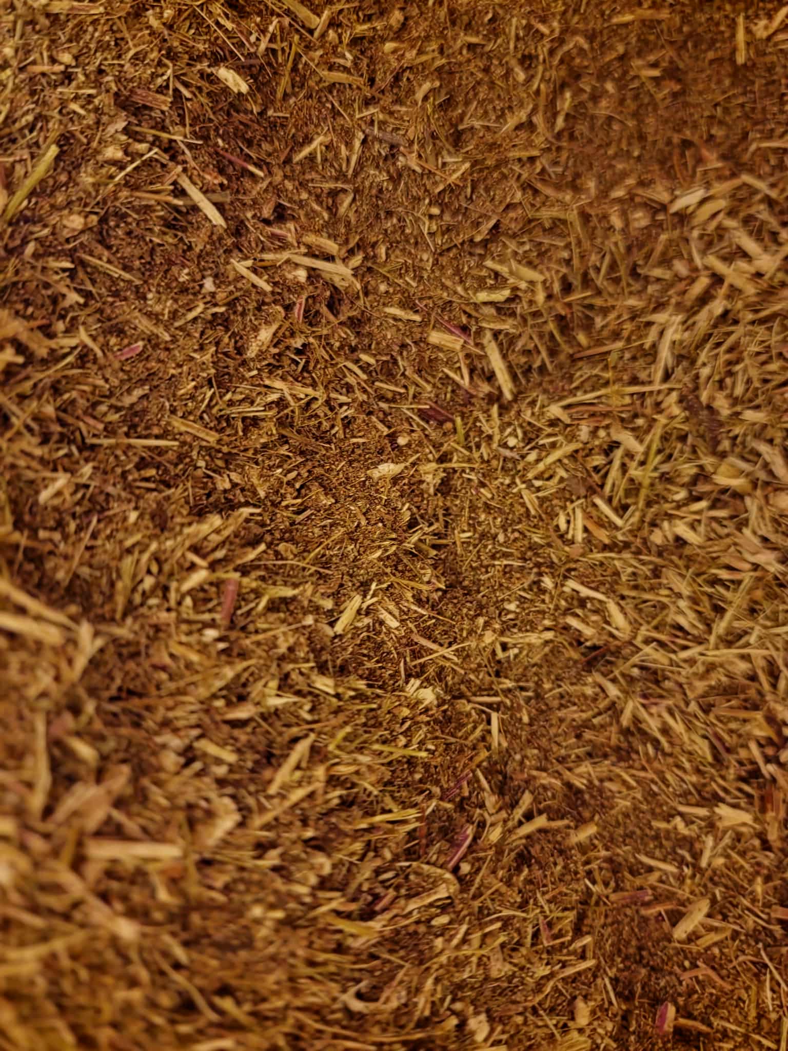 Close-up of sweet wormwood herb from Botanical Remedies herbal dispensary, an herbal remedy, loose herbal tea