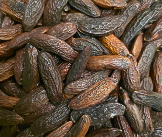 Close-up of dried Tonka beans, an herbal remedy from Botanical Remedies herbal dispensary