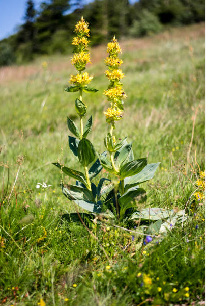close up of yellow gentian plant growing at the mountains