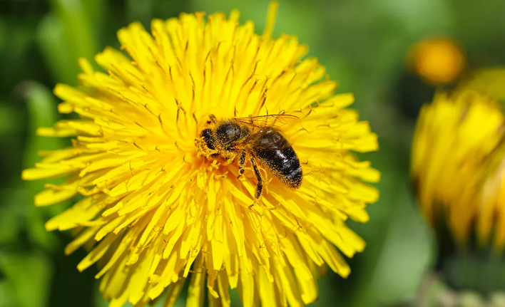 Dandelion ground root tea (Taraxacum officinale Webb.) Lab-proven Quality and Purity