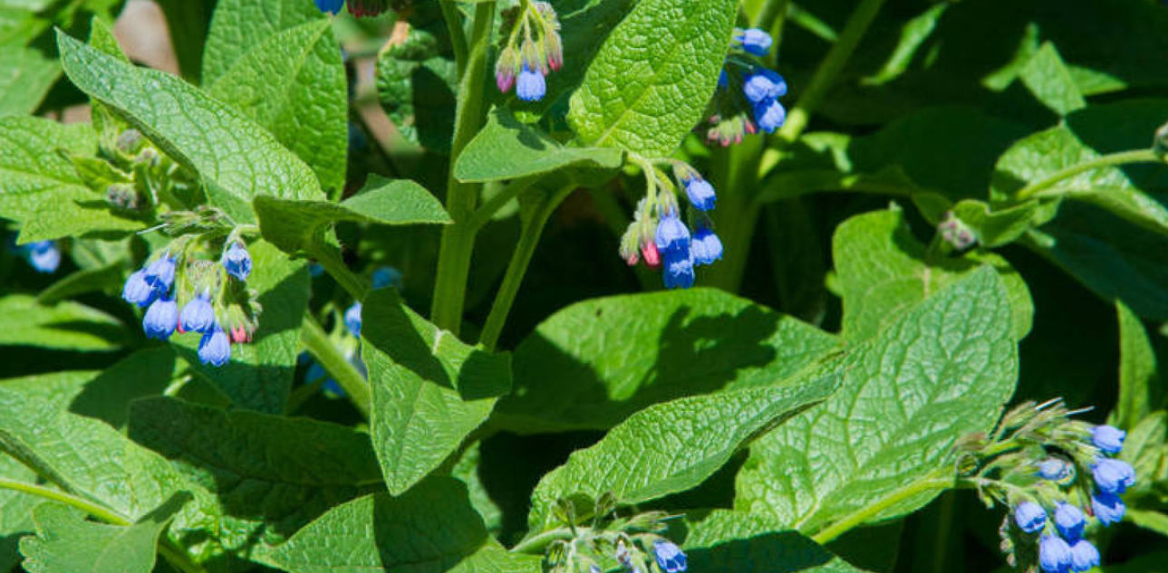 Comfrey root (Symphytum officinale L.)