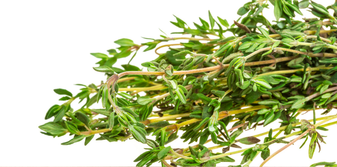 Thyme herb tea (Thymus vulgaris L.)