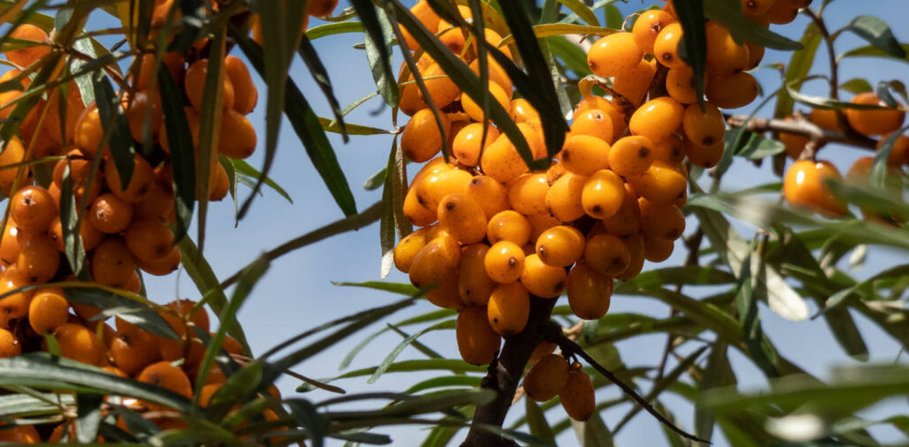 Sea Buckthorn berry (Hippophae rhamnoides L.) Lab-proven Quality and Purity