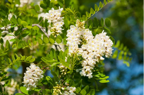 Black Locust flower tea (Robinia pseudoacacia L.)