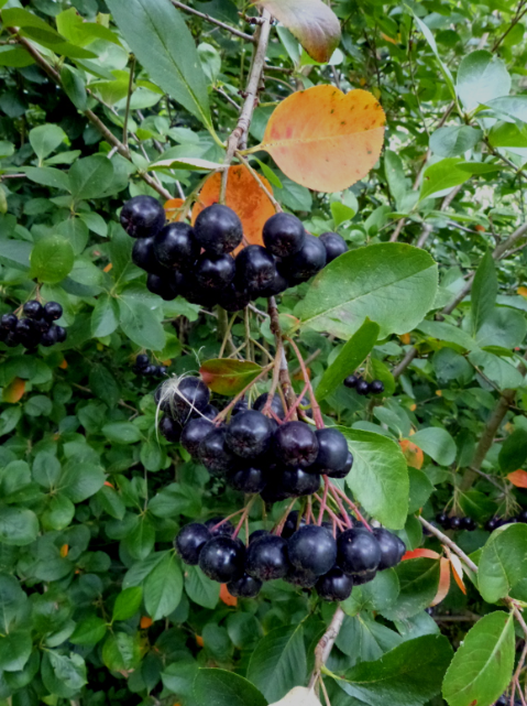 Black chokeberry (Aronia melanocarpa (Michx.)Elliot.) Lab-proven Quality and Purity