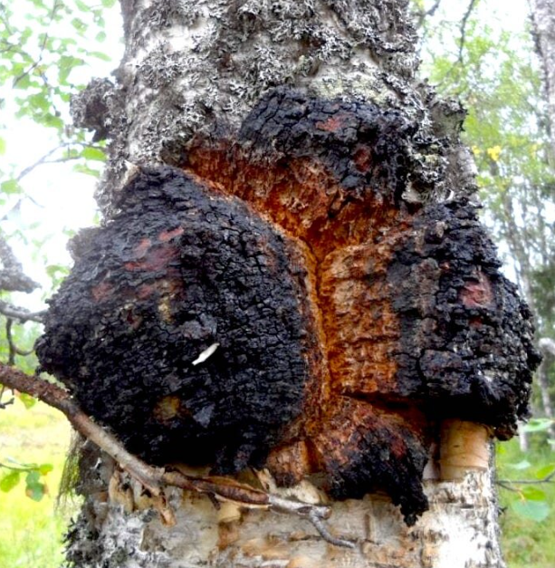 Chaga mushroom large chunks tea (Inonotus obliquus (Ach. ex Pers.) Pilát)