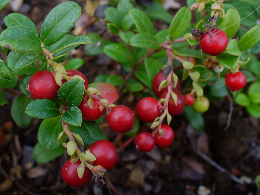 Lingonberry leaf tea (Vaccinium vitis-idaea L.)