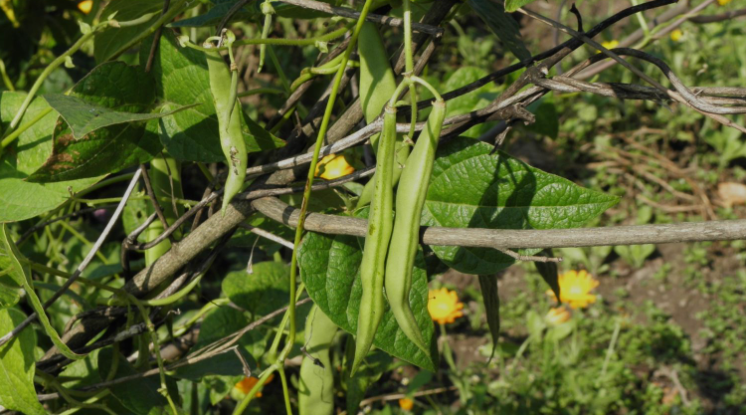 Bean pods herbal tea (Phaseolus vulgaris L.)