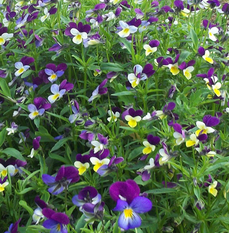 Wild pansy herb tea (Viola tricolor L.)