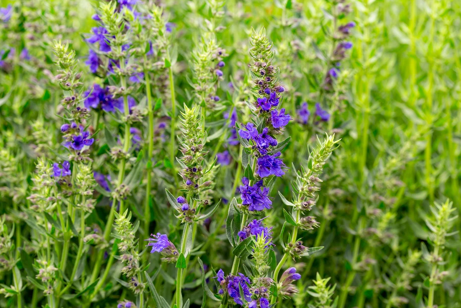 Hyssop herb tea (Hyssop officinalis L.)