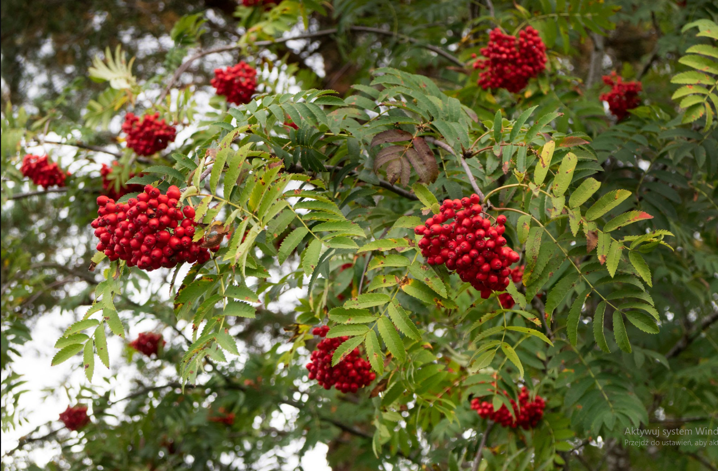 Rowan berry tea (Sorbus aucuparia L.)