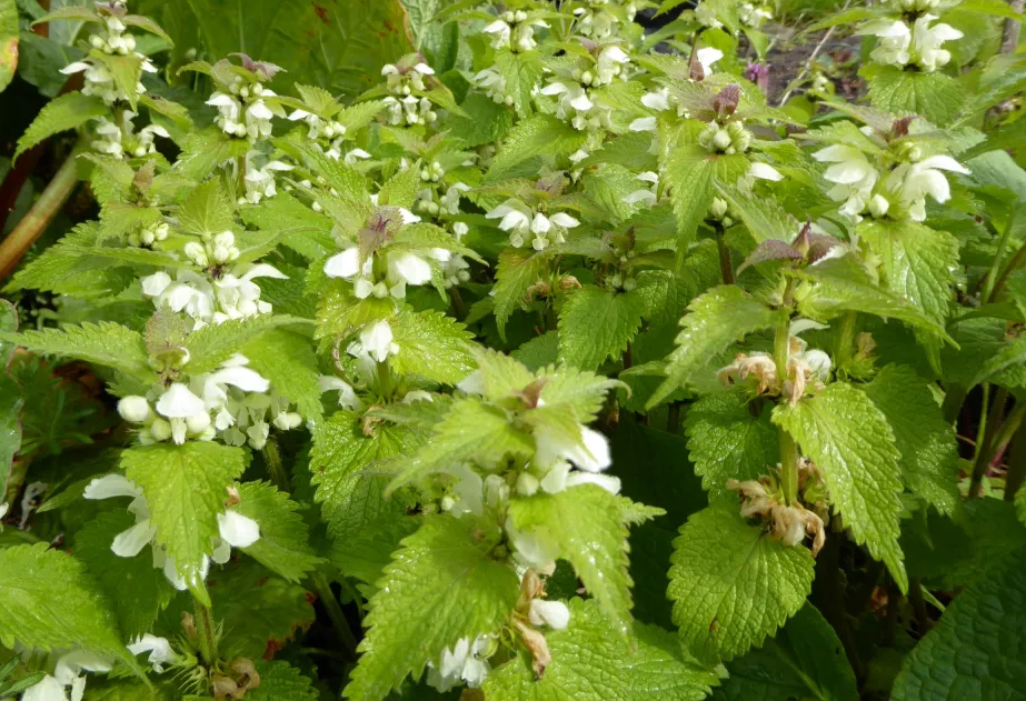 White dead-nettle herb tea (Lamium album L.)