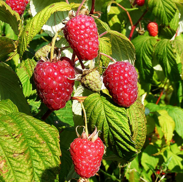 Raspberry leaf tea (Rubus idaeus L.)