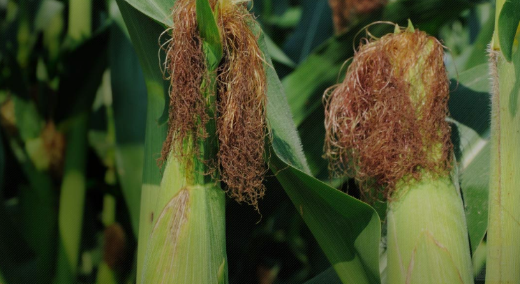 Corn whole silk tea (Zea mays L.)