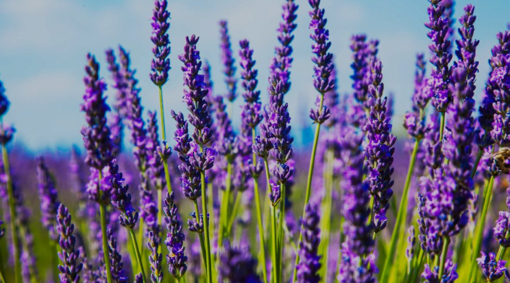 Lavender flower tea (Lavandula angustifolia Mill.)