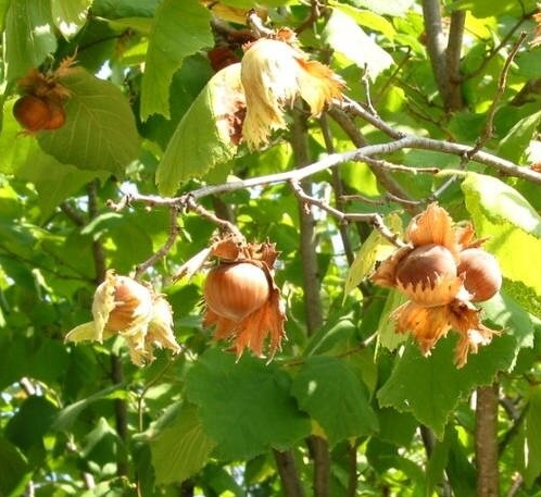 Hazel leaf tea (Corylus avellana L.)