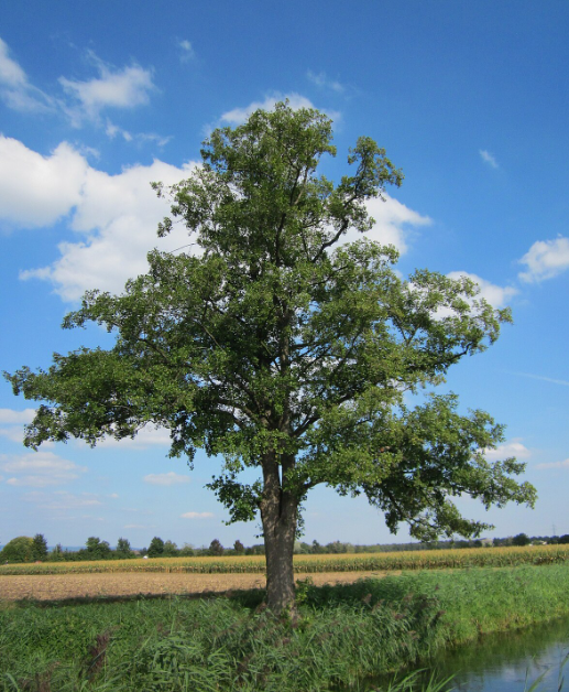 Black alder bark tea (Alnus glutinous (L.)Gaertn.)