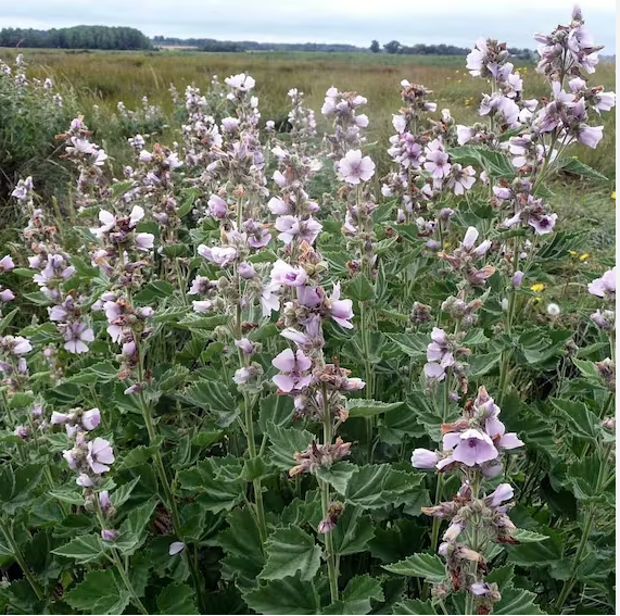 Marshmallow root tea (Althaea officinalis L.) Lab-proven Quality and Purity