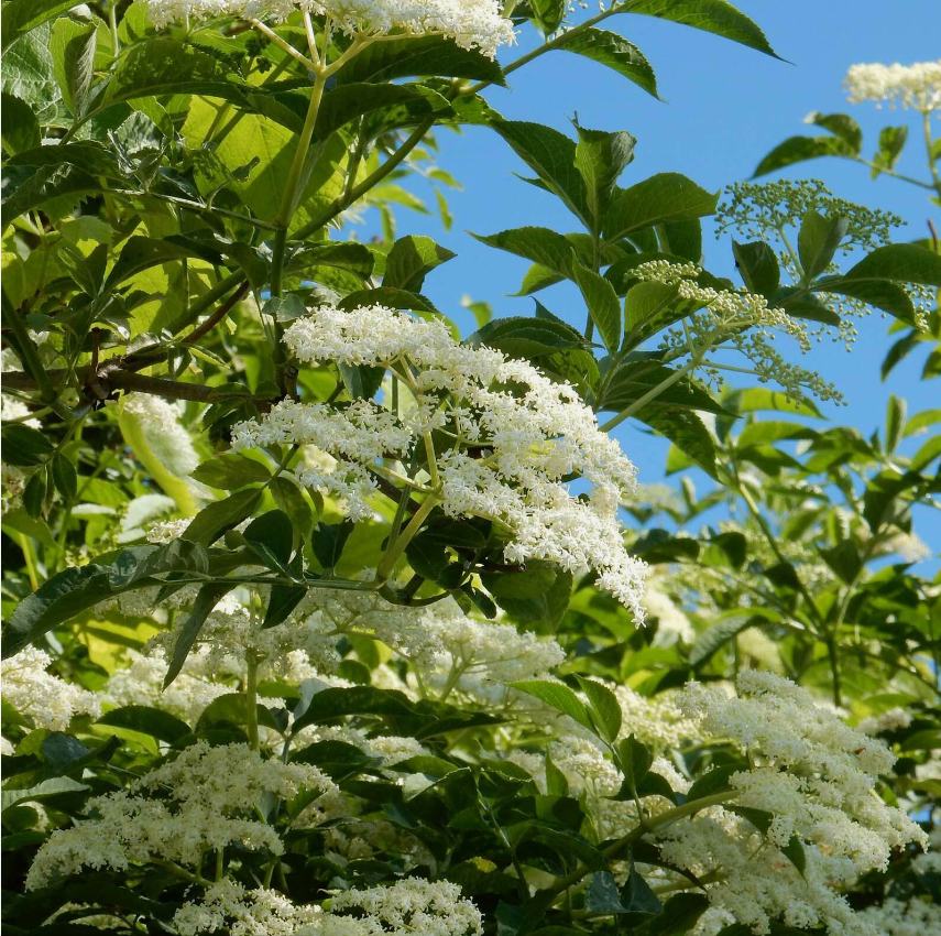 Elderflower tea (Sambucus nigra L.)