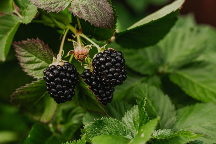 Blackberry leaf tea (Rubus fructicosus L.)