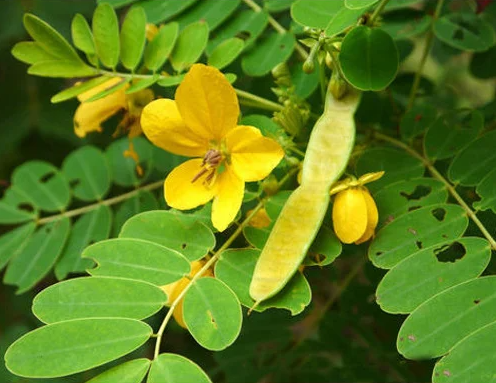 Senna Leaf Dried tea Sana Makki Senes