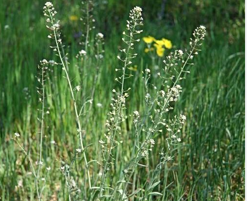 Shepherds Purse herb tea (Capsella bursa-pastoris (L.)Medik.)