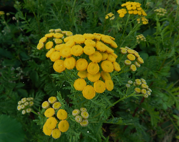 Tansy herb tea (Tanacetum vulgare L.)