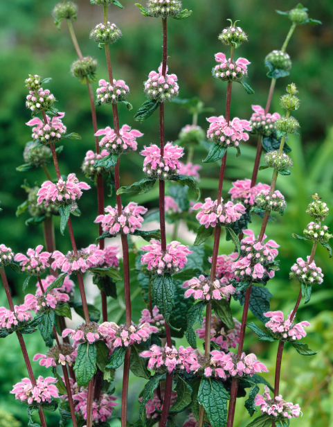 Tuberous Jerusalem sage herb tea (Phlomoides tuberosa L.)