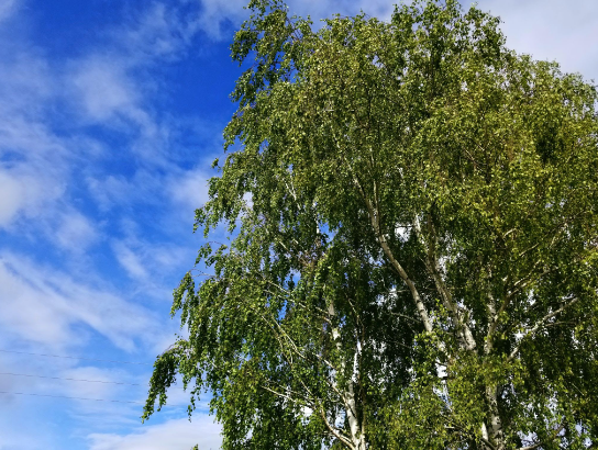 Birch leaf tea (Betula pendula Roth.)