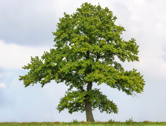 Oak bark tea (Quercus robur L.)