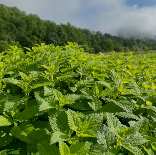 Lemon Balm  leaf tea (Melissa officinalis L.) Lab-proven Quality and Purity