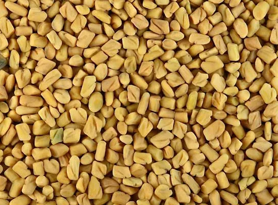 Fenugreek seeds tea (Trigonella foenum-graecum L.)